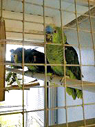 Blaustirnamazonenpaar