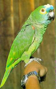 Blaustirnamazone