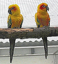 Waldrestaurant Schnefeld Vogelpark