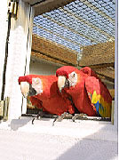 Waldrestaurant Schnefeld Vogelpark