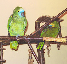 Lulu und Mico