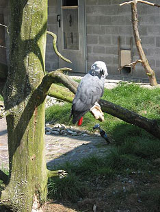 Graupapagei
