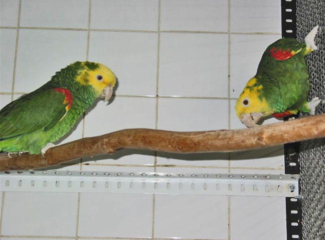 Fritzi und Lulu