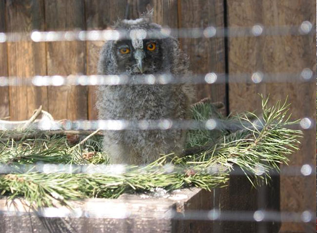 Das Eulenküken verabschiedet sich nun vom Vogelpark...