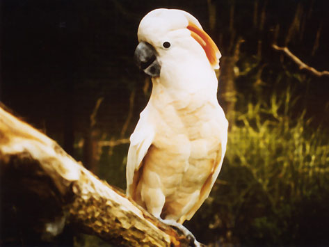 Coco