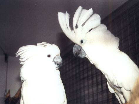 Coco und Laura