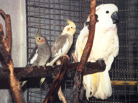 Innenvolierenraum