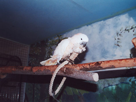 Coco in Lauras voliere
