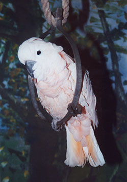 Coco