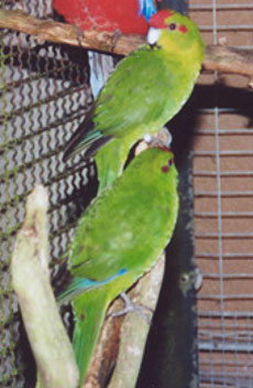 Zeigensittiche