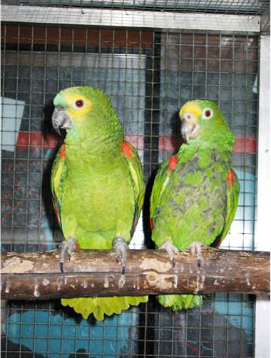 Amazonen