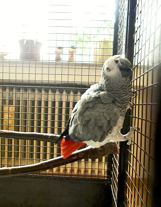 Jacko, der Graupapagei