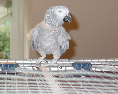 Graupapagei