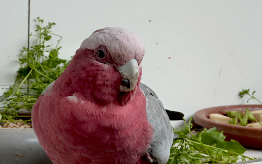 Niki
