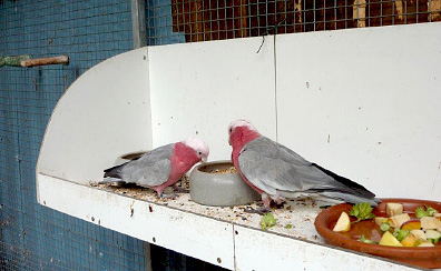 Niki und partner