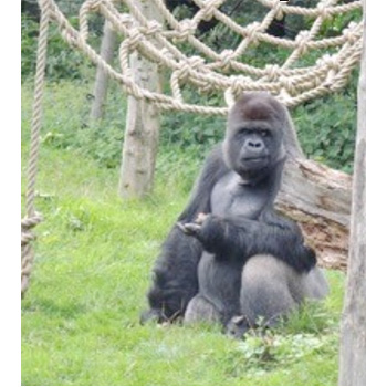 Gaia Zoo