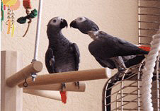 Oscar und Coco