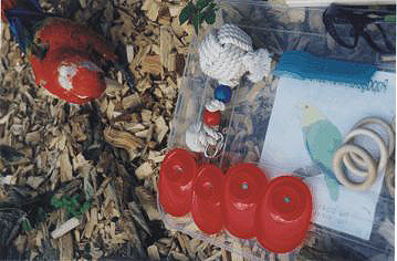 Ein gefiederter Freund hilft beim bauen des Papageienspielzeuges