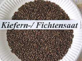 Kiefern-/ Fichtensaat