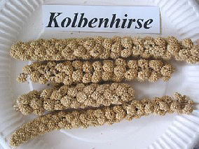 Kolbenhirse