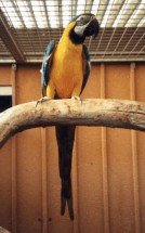 Erfolgreiche Vogelvermittlung - Ara